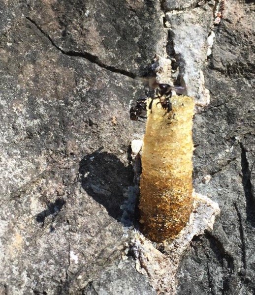 bees at the base of the climbing wall